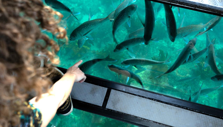 اسکله تفریحی کیش و تجربه هر تفریح آبی که فکرش را بکنید 5 اسکله تفریحی کیش قایق کف شیشه ای