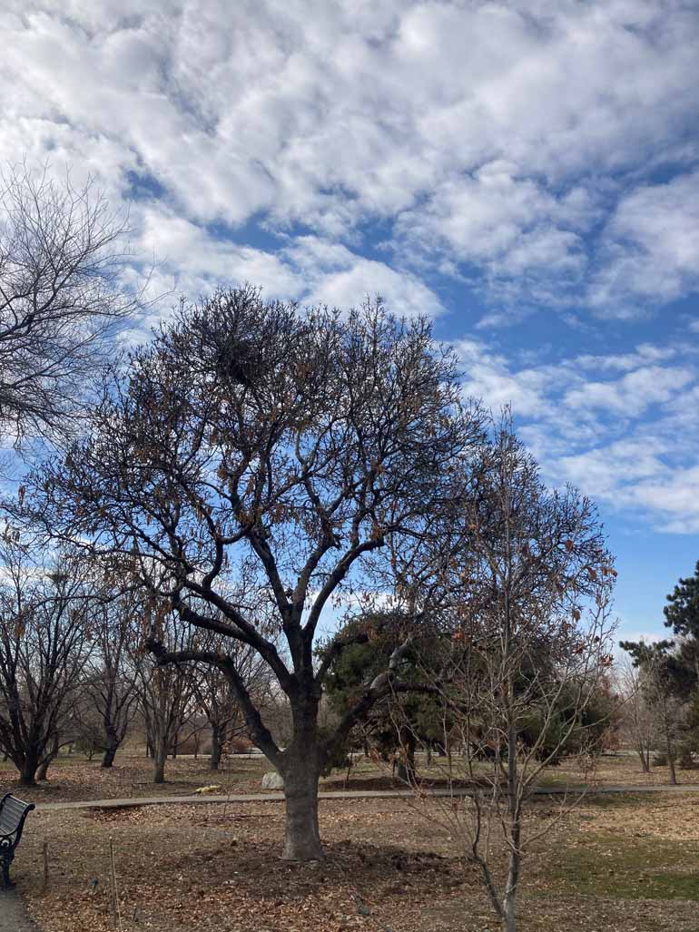 رویشگاه زاگرس باغ گیاه شناسی تهران