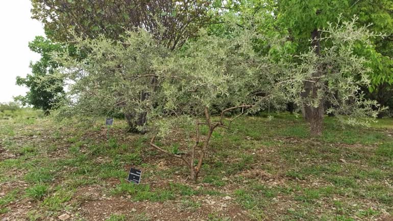 رویشگاه ایرانی- تورانی باغ گیاه شناسی ملی