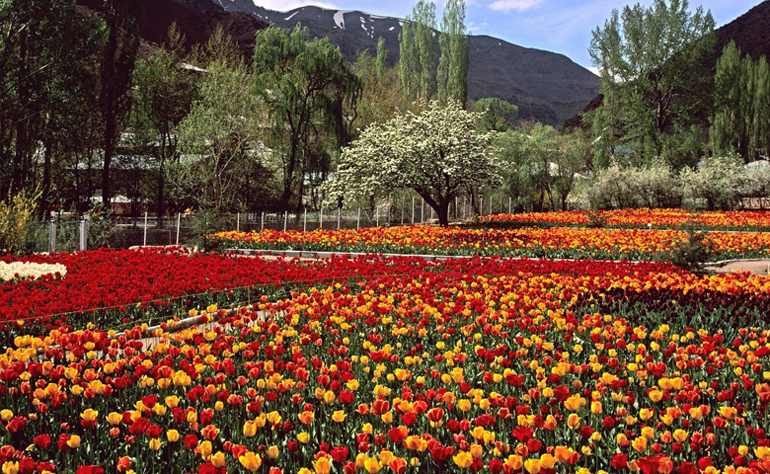 باغ رز و چهارباغ ایرانی - باغ گیاه شناسی ملی ایران
