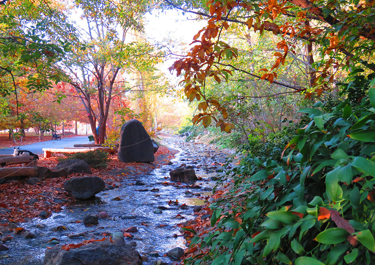 بخش پهن‌برگان باغ گیاه شناسی تهران
