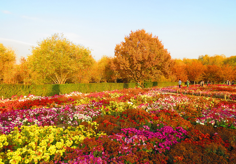 باغ گیاهان صنعتی و دارویی