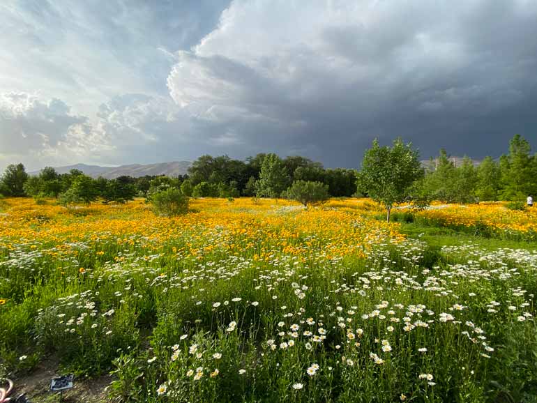 راهنمای بازدید از باغ گیاه شناسی ملی ایران