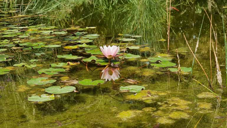 باغ گیاه شناسی تهران در پاییز