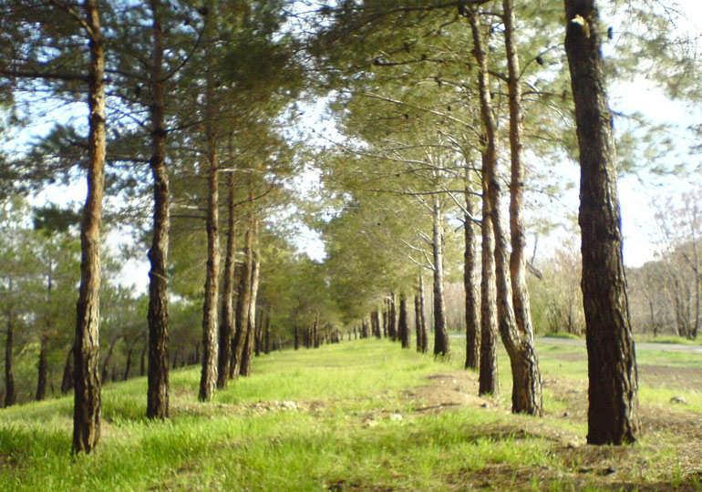 پارک جنگلی چیتگر