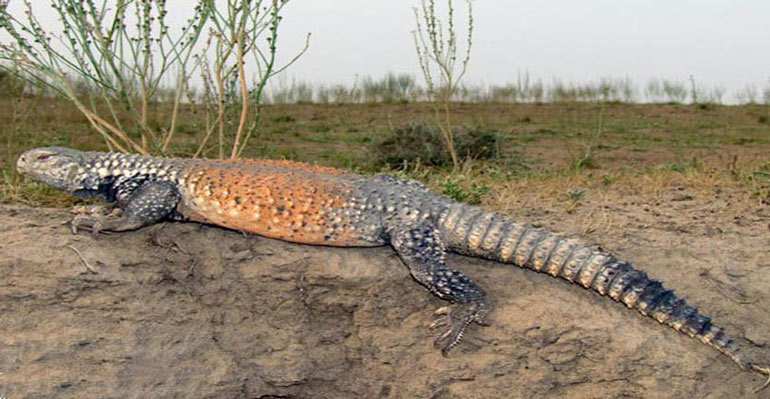 پارگ کروکودیل