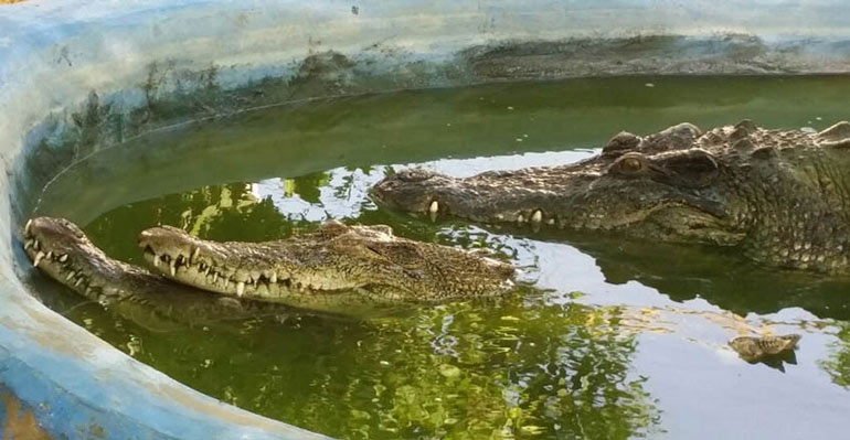 پارک کروکودیل نوپک