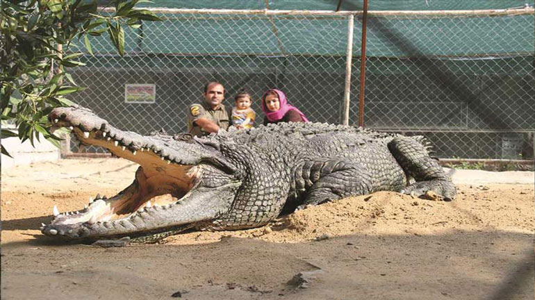 پارک کروکودیل قشم