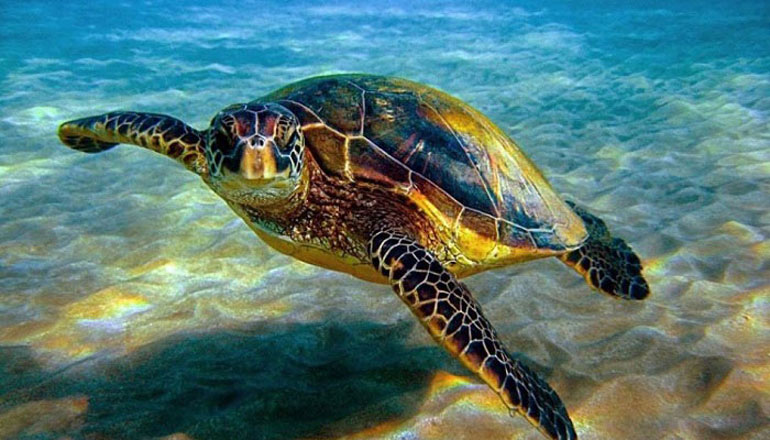 حیات وحش جزیره