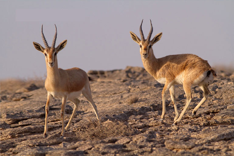 حیات وحش جزیره