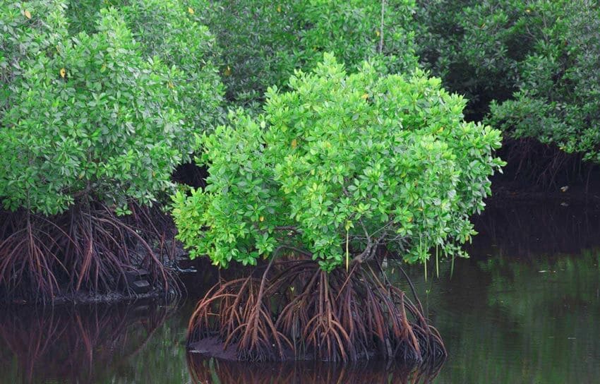 جنگل حرا چابهار