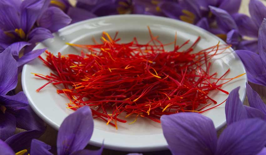 زعفران مشهد