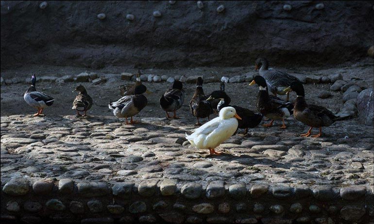 گیاهان و جانوران پارک