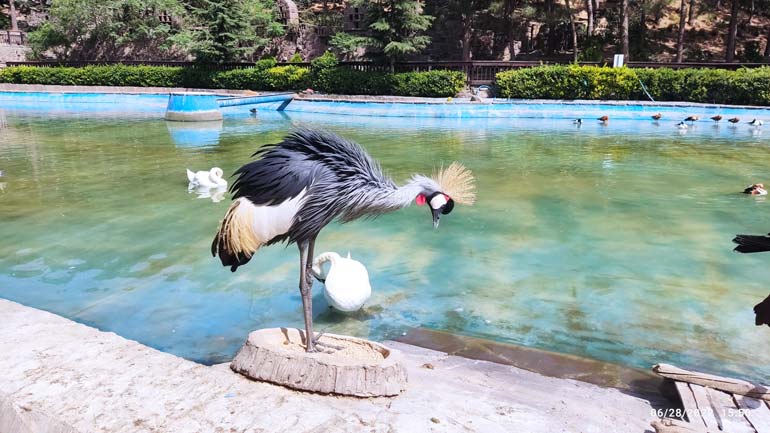 باغ پرندگان تهران از جاهای دیدنی تهران برای کودکان