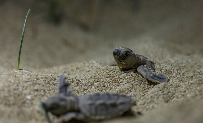 جزیره لاوان