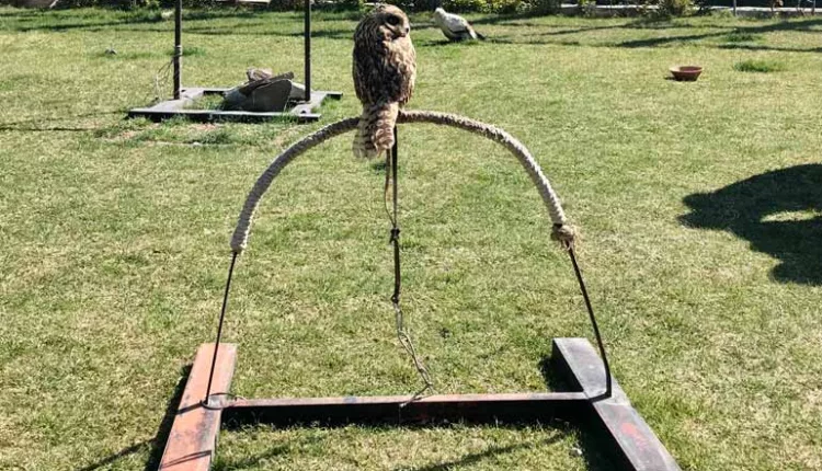 Google Maps انواع گونه‌های پرندگان باغ پرندگان 3