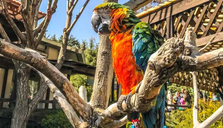 Google Maps انواع گونه‌های پرندگان باغ پرندگان 2