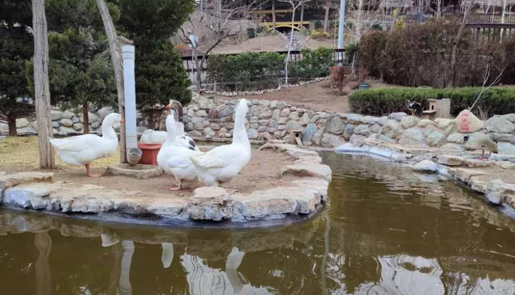 Google Maps انواع گونه‌های پرندگان باغ پرندگان