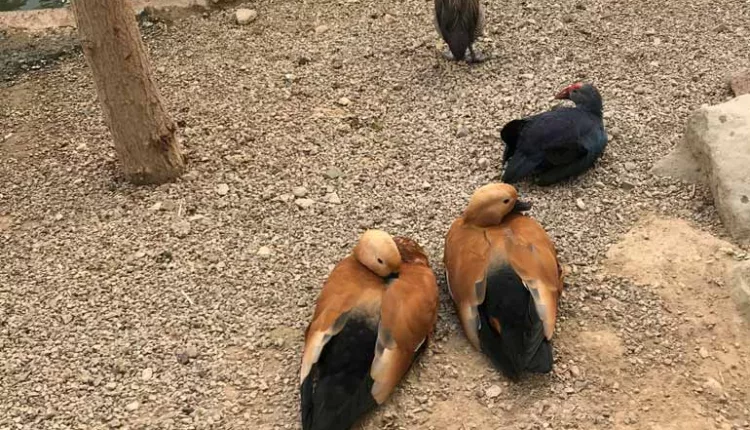 Google Maps تحویل پرنده به باغ پرندگان 1