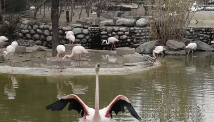 Google Maps واحد تکثیر باغ پرندگان