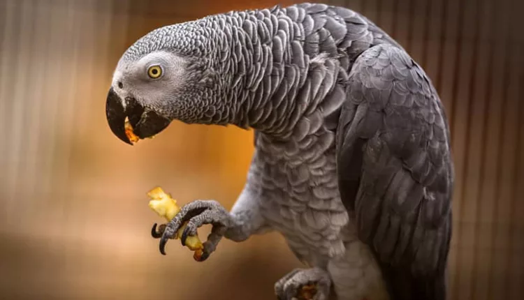 Google Maps واحد کلینیک و بهداشت باغ پرندگان