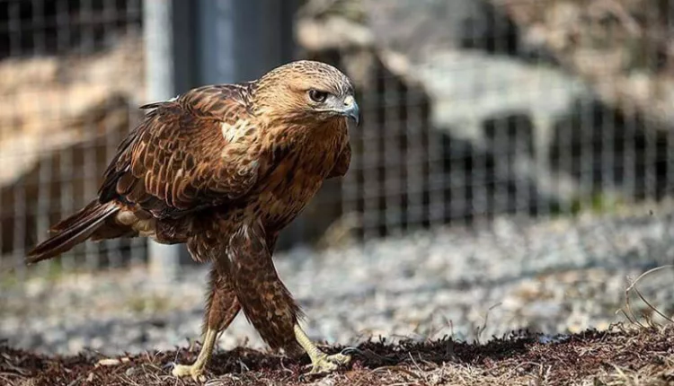 Google Maps واحد قرنطینه باغ پرندگان