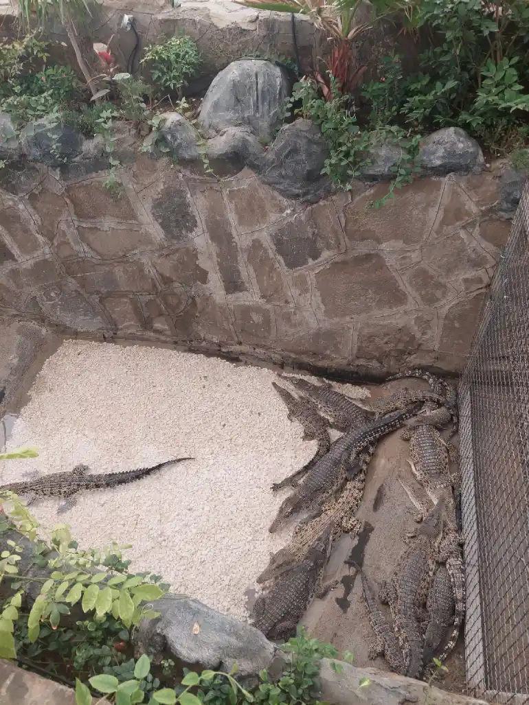 پارک کروکودیل مشهد