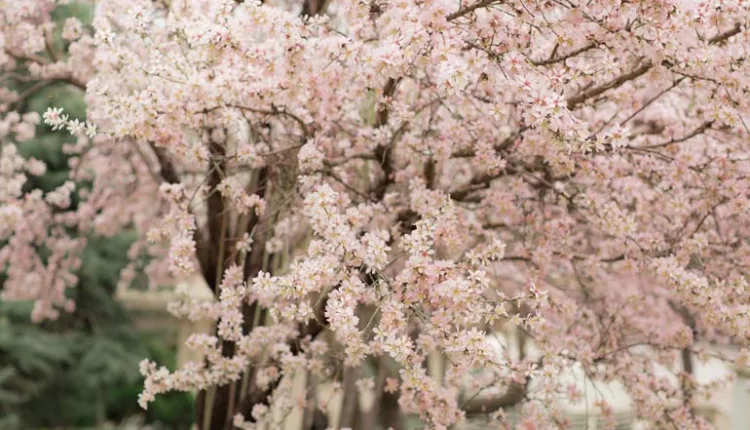 تنوع گیاهی و جانوری در باغ ایرانی کاخ نیاوران 2