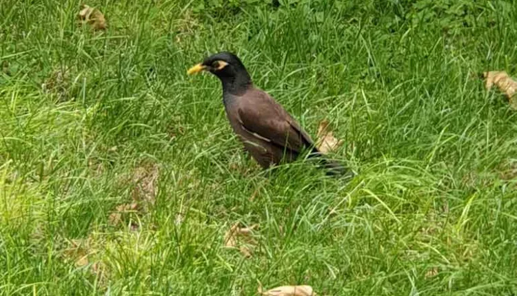 تنوع گیاهی و جانوری در باغ ایرانی کاخ نیاوران