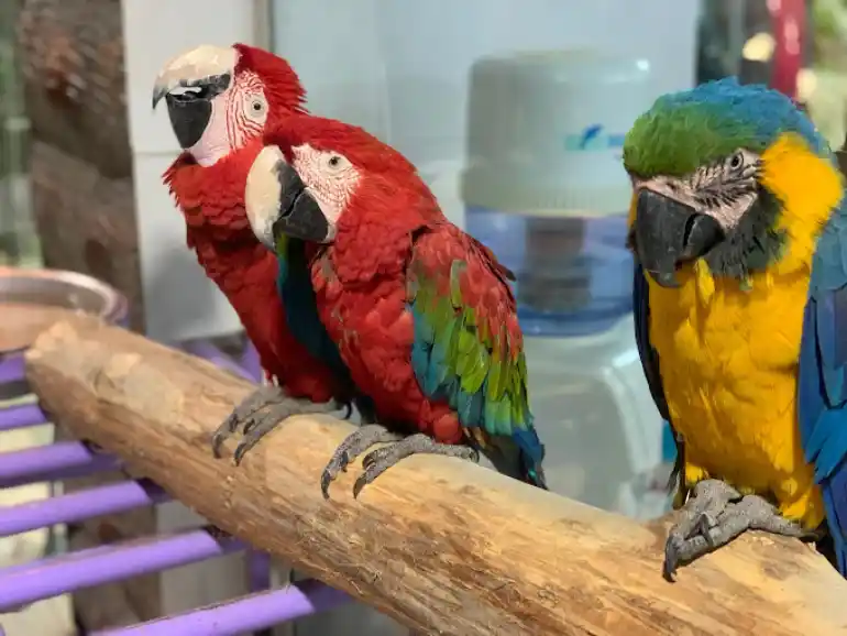 پرندگان مختلف باغ پرندگان مشهد