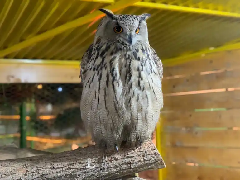 پرندگان مختلف باغ پرندگان مشهد