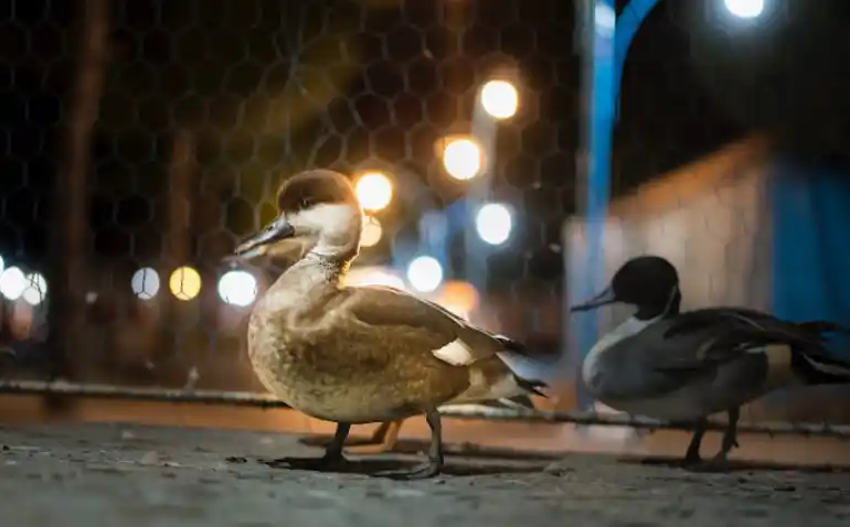 پرندگان مختلف باغ پرندگان مشهد