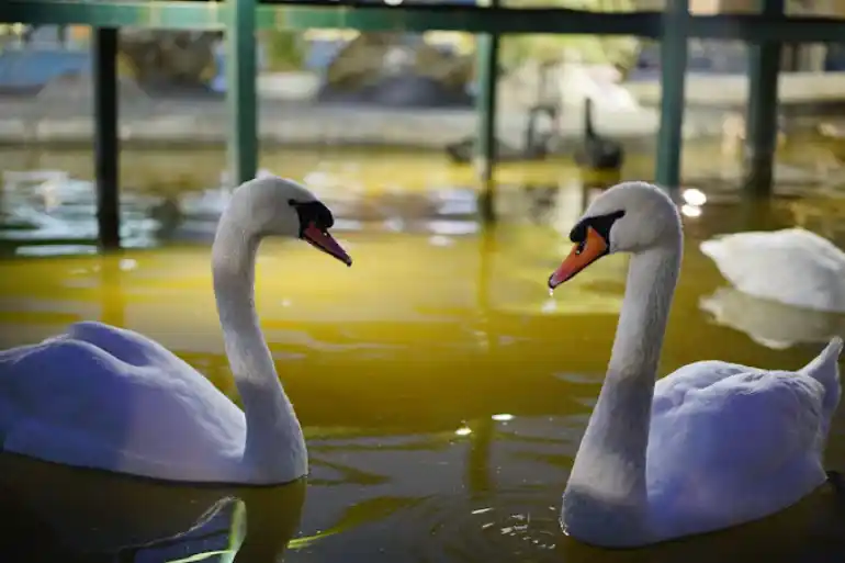 باغ پرندگان مشهد