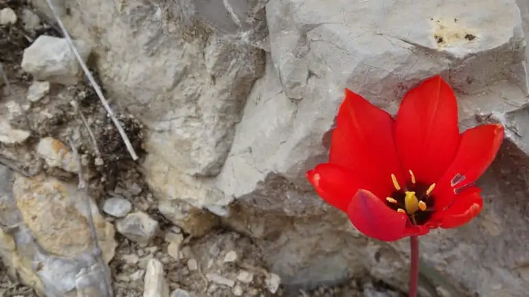 روستای هرانده