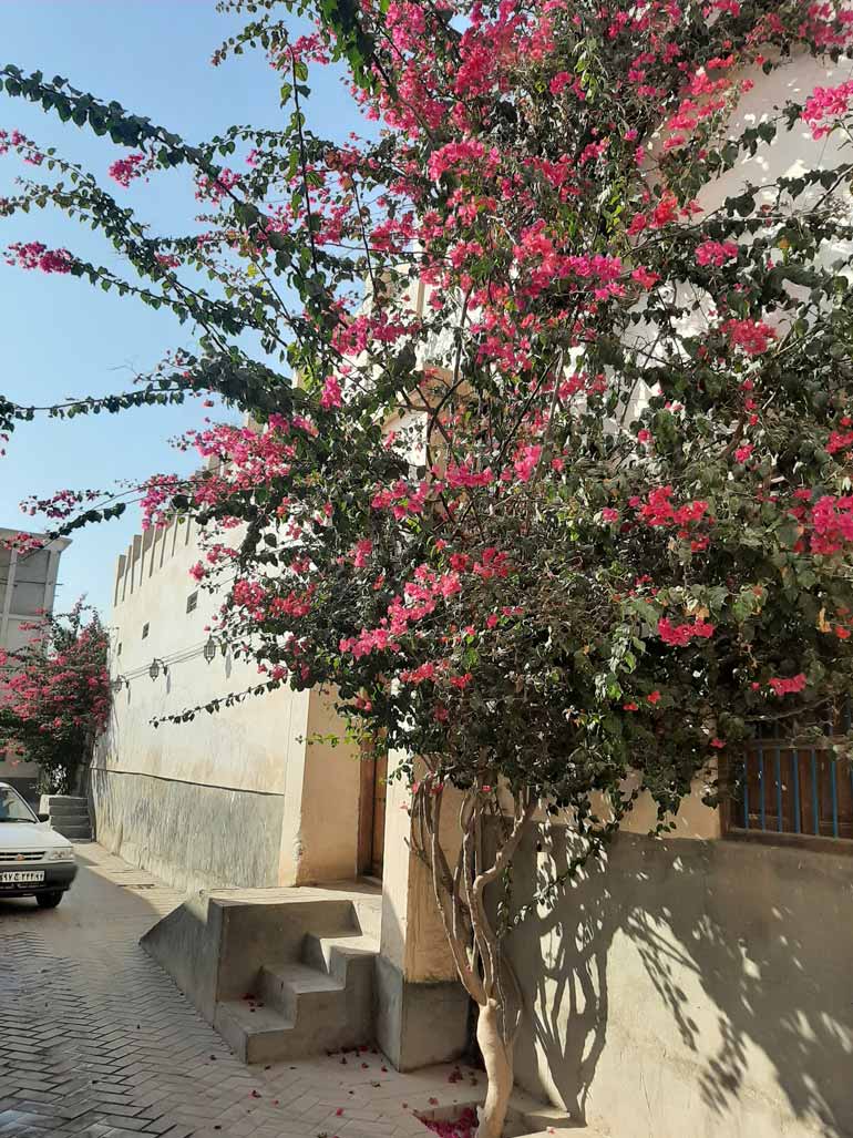 سفر به بندر کنگ