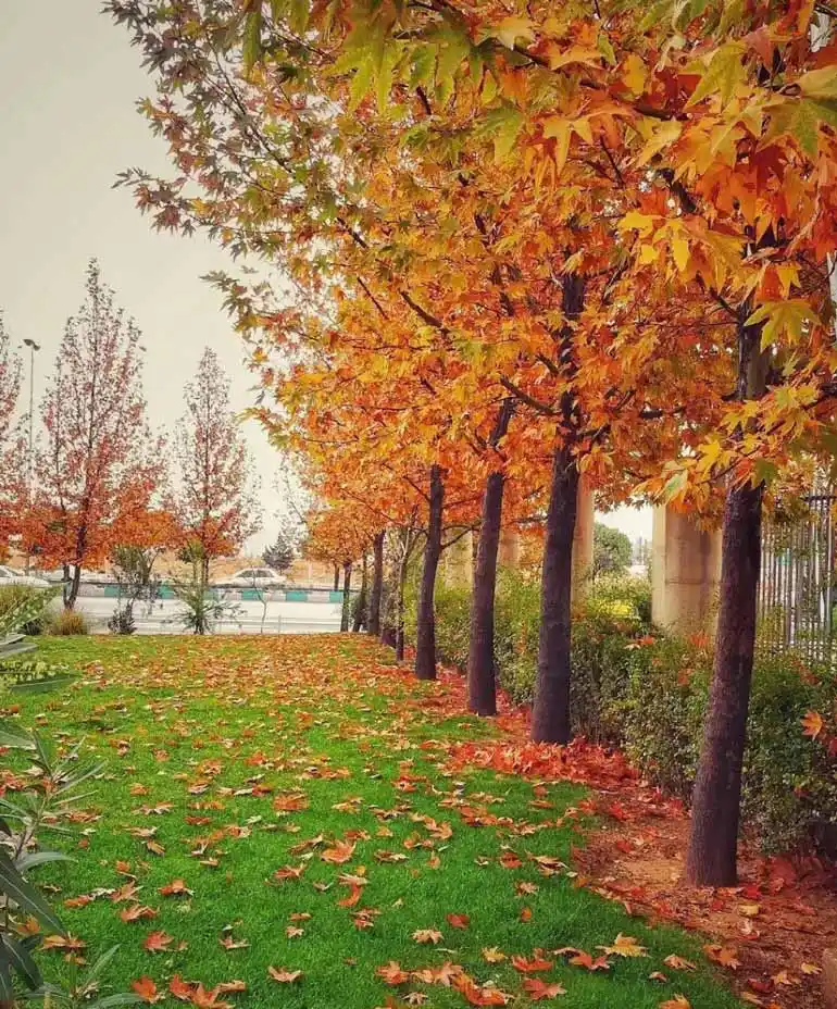 پارک های شیراز 