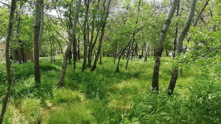 بوستان جنگلی غدیر
